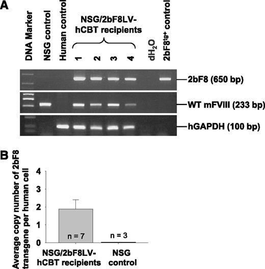 Figure 2. Genetic analysis of 2bF8LV-transduced hCB transplantation recipients. (A) PCR analysis of the 2bF8 transgene. Genomic DNA was purified from peripheral leukocytes. Leukocytes from NSG mice and a normal human individual were used as controls. 2bF8 transgenic mouse DNA was used as a positive control for the 2bF8 transgene. Shown is one representative experiment that was performed 3 times. Wild-type (WT) mouse FVIII and human glyceraldehyde 3-phosphate dehydrogenase (hGAPDH) were used as internal controls. (B) qPCR quantified the average copy number of the 2bF8 transgene per cell in 2bF8LV-transduced hCB transplantation recipients. Peripheral leukocyte–derived genomic DNA was used to analyze 2bF8 proviral DNA with normalization to hGAPDH. Bars represent mean ± SD. For individual mice analyzed more than once over the course of study, the average copy number was calculated. Genomic DNA from NSG mice was used as a control. Data are summarized from 2 trials of xenotransplants.