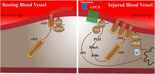 Schematic of vWF secretion from endothelial cells under basal and stimulated conditions. Note the role of Gα12 in both basal and stimulated vWF secretion acting directly through αSNAP; however, Gαq11 only appears to be active on PAR-1 activation. See Figure 7 in the article by Rusu et al that begins on page 442.