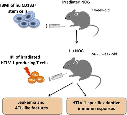 Schematic representation of the humanization and infection procedure according to Tezuka et al. Human CD133+ stem cells purified from HLA-A2-positive cord blood donors are injected into the bone marrow of 7-week-old NOG mice. By 24 to 28 weeks of age, irradiated HTLV-1–producing cells were intraperitoneally injected (IPI) into IBMI-huNOG mice. During the following 7 to 25 weeks, proliferation of CD25+CD4+ T cells and ATL-like features were observed in infected mice. Interestingly, these infected mice developed cytotoxic T lymphocytes as well as antibodies against HTLV-1 antigens.