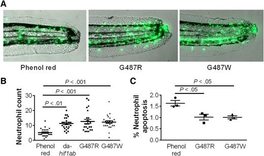 HIF-2α increases neutrophil life span. (A-B) Human-equivalent HIF-2α gain-of-function mutations in zebra fish impair the clearance of green fluorescent protein–labeled neutrophils after a tail fin transection. (C) The increased neutrophil number is associated with a decrease in TUNEL-positive apoptotic neutrophils. See the complete Figure 3 in the article by Thompson et al that begins on page 366.