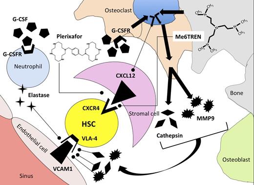 Mechanism of release of HSCs from the bone marrow microenvironment using G-CSF, plerixafor, or Me6TREN as mobilization agents. G-CSF induces synthesis of proteases elastase, cathepsin, and MMP9 by neutrophils and osteoclasts after binding to G-CSF receptors (G-CSFR). Proteases degrade adhesion molecules that tether HSCs to stromal cells in the bone-marrow microenvironment. As a secondary effect mediated through osteoclasts, G-CSF binding leads to downregulation of CXCL12 on bone-marrow stromal cells. Plerixafor antagonizes binding of CXCR4 to CXCL12, whereas Me6TREN has reported activity in antagonizing CXCR4/CXCL12 binding as well as inducing synthesis of MMP9.