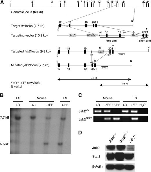 Figure 1. Generation of a novel Jak2-YY1007/1008FF activation-loop mutant mouse model. (A) The murine Jak2 gene is depicted schematically at the top. The Ω-replacement vector was designed to replace exon 21 of the wild-type gene with a mutated version (YY1007/1008/FF). For positive selection, a neo cassette was used, whereas an HSV-Tk cassette was used for negative selection. The 5′ short arm was cloned using a XbaI restriction site and the 3′ short arm was inserted via BamHI. The targeting vector was electroporated into E14.1 ES cells.5 The neomycin resistance cassette was deleted by crossing Jak2-FF mice with a deleter mouse strain (N = NcoI). (B) For Southern blot analysis, DNA was digested with NcoI. Wild-type and Jak2-FF–targeted ES cells (lanes 1 and 4) and embryos after germline transmission of the Jak2 mutation (lane 2) and wild-type (lane 3) were analyzed. The expected fragment size after hybridization with the flanking probe is approximately 7.7 kb for the wild-type and approximately 5.5 kb for the targeted allele. Lane 1, Jak2+/+ ES cell; lane 2, Jak2+/+ mouse; lane 3, targeted Jak2+/FF mouse; lane 4, targeted Jak2+/FF ES cell clone 92/46. (C) Screening PCR of targeted ES cell clones and mice after deletion of the neo cassette via cross with a cre-deleter mouse line. Genomic DNA of ES cells and mice was used in a PCR with primers 1 und 2 (see Methods). Lane 1, Jak2+/+ control; lane 2, targeted Jak2+/FF mouse; lane 3, targeted Jak2FF/FF mouse; lane 4, Jak2+/+ control ES; lane 5, Jak2+/FF ES cell clone 92/46; lane 6, H2O control without template DNA. (D) Western blot analyses of protein extracts from MEFs generated from E12.5 with the genotype Jak2+/+, Jak2FF/FF, and Jak2−/−. Blots were incubated with antibodies directed against Jak2, Stat1, and β-actin.