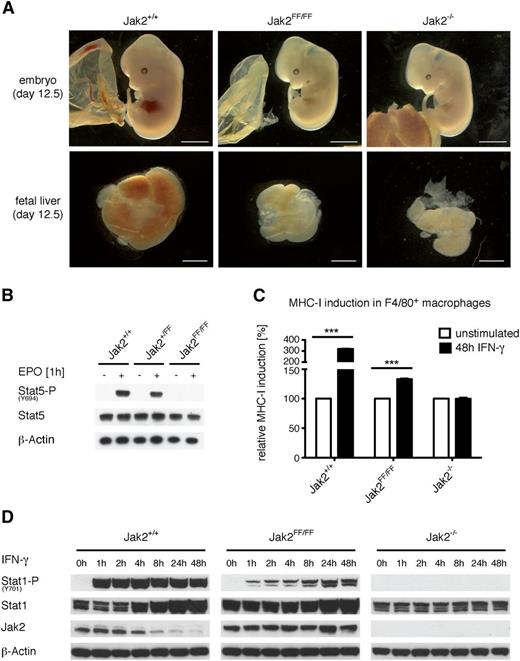 Figure 2. Jak2FF/FF leads to partial IFN-γ signaling in primary macrophages and MEFs. (A) Jak2+/+, Jak2FF/FF, and Jak2−/− embryos (upper panel) and embryonic livers (lower panel) derived at E12.5. (B) Embryonic liver cells from Jak2+/+, Jak2+/FF, and Jak2FF/FF embryos were prepared at E12.5 and stimulated for 1 hour with Epo or left untreated. Cellular lysates were prepared and analyzed by immunoblotting using the indicated antibodies. (C) Fetal liver cells from Jak2+/+, Jak2FF/FF, and Jak2−/− embryos were prepared at E12.5 and were incubated with macrophage colony-stimulating factor for 6 days. FLDM were then stimulated with IFN-γ for 48 hours or left untreated. Cells were stained for F4/80 as a marker for mature macrophages. F4/80-positive cells were analyzed for MHC-I (H-2Kb) surface expression as a marker for IFN-γ signaling. One representative of 3 independent experiments run in triplicate is shown. The MHC-I expression of each genotype without stimulation was set as 100%. The standard deviation was below 3.7% of the detected values. ***P < .001. (D) MEFs from Jak2+/+, Jak2FF/FF, and Jak2−/− mice were stimulated in vitro with IFN-γ for the indicated time points. Subsequently, cellular lysates were prepared and analyzed by immunoblotting for expression of phospho-Stat1 (Y701), Stat1, and Jak2. β-actin served as a loading control. Results shown are representative of 3 independent experiments.