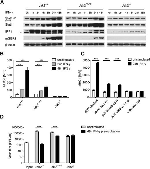 Figure 4. The partial Jak2-FF signaling is biological relevant. (A) Jak2+/+, Jak2FF/FF, and Jak2−/− MEFs were stimulated with IFN-γ for the indicated time points. Subsequently, cellular lysates and protein extracts were prepared and analyzed by immunoblotting. One representative experiment out of 3 independent experiments is shown. The asterisk indicates a nonspecific band detected by the IRF1 antibody. (B) Jak2+/+, Jak2FF/FF, and Jak2−/− MEFs were stimulated with IFN-γ for the indicated time points or left untreated. As a readout for IFN-γ signaling, MHC-I (H-2Kb) surface expression was measured via flow cytometry. One representative experiment of 3 independent experiments run in triplicate is shown. The standard deviation is indicated for each data point. ***P < .001, **P < .01. (C) Jak2−/− MEFs were transiently transfected with Jak2-wt, Jak2-FF, Jak2-ΔJH1, Jak2-ΔJH1+2, and a GFP expression plasmid construct. Then 24 hours postcotransfection, GFP-positive and GFP-negative cells were analyzed via flow cytometry for MHC-I surface expression. One representative experiment of 3 independent experiments run in triplicate is shown. The standard deviation is indicated for each data point. ***P < .001. (D) Jak2+/+, Jak2FF/FF, and Jak2−/− MEFs were either mock treated or incubated with 500 IU/mL IFN-γ for 48 hours before infection with VACV Western Reserve at 0.05 PFU/cell. VACV progeny titers were determined at 48 hours postinfection by plaque assay on CV-1 cells. One representative experiment of 3 independent experiments is shown. Each data point represents the arithmetic mean of 4 duplicate samples titrated at least in duplicate (n = 4 × 2). The standard deviation is indicated for each data point. ***P < .001.