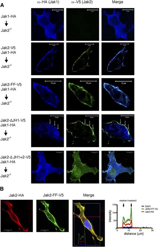 Figure 5. Subcellular distribution of Jak1 and Jak2. (A) Jak2−/− MEFs were transiently transfected with plasmid constructs that encode for HA-tagged Jak1-Wt and V5-tagged Jak2-Wt, Jak2-FF, Jak2-ΔJH1, or Jak2-ΔJH1+2. Then 24 hours posttransfection, the cells were fixed and stained with anti-HA (blue), and anti-V5 (green) antibodies. Subsequently, samples were analyzed by confocal microscopy. Bars, 10 µm. (B) Jak2−/− MEFs were transiently transfected with HA-tagged Jak2-Wt and V5-tagged Jak2-FF expression plasmid constructs. Then 24 hours posttransfection, the cells were fixed and stained with anti-HA (red), anti-V5 antibodies (green), and DAPI (blue). Subsequently, samples were analyzed by confocal microscopy. Bars, 10 µm. The histogram depicts fluorescence values the cross selection through the cell as indicated.