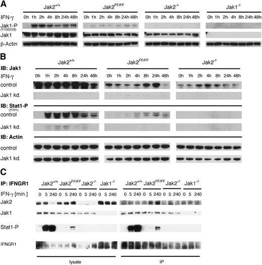 Figure 7. Jak1 is responsible for partial signaling of Jak2-FF within the IFNGR complex. (A) Jak2+/+, Jak2FF/FF, Jak2−/−, and Jak1−/− MEFs were stimulated with IFN-γ for the indicated time points. Subsequently, cellular lysates were prepared and analyzed by immunoblotting for expression of phospho-Jak1 (Y1022/1023) and Jak1 protein. β-actin served as a loading control. Results shown are representative of 3 independent experiments. (B) Jak2+/+, Jak2FF/FF, and Jak2−/− MEFs stably expressing either a scrambled small hairpin RNA (shRNA) (mock) or shRNAs directed against 2 different target sequences of Jak1 (shRNA 1, shRNA 2) were stimulated for the indicated times with IFN-γ. Cellular lysates were prepared and analyzed by immunoblotting for expression of phospho-Stat1 (Y701). To verify the knockdown, cellular lysates were analyzed for Jak1 protein expression. β-actin served as a loading control. (C) Jak2+/+, Jak2FF/FF, Jak2−/− and Jak1−/− MEFs were stimulated with IFN-γ for the indicated time points. Cellular lysates were prepared and immunoprecipitation (IP) with an antibody against IFNGR1 was performed. Subsequently, the indicated proteins were analysed by immunoblotting.