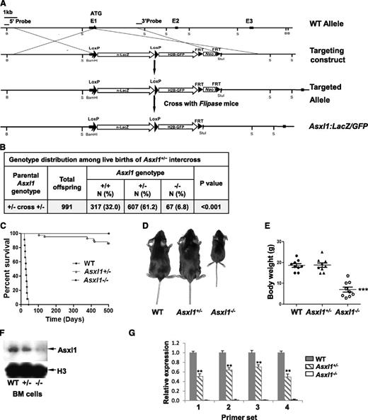 Figure 1. Generation of Asxl1:nlacZ/nGFP knock-in mice. (A) An nlacZ/nGFP-FRTNeoFRT cassette was introduced 6 bp upstream of the Asxl1 start codon. Rectangular black bars indicate exons. S, StuI. (B) Genotype distribution among live births of Asxl1+/− intercross. Asxl1−/− mice are underrepresented. P values are compared with normal Mendelian distribution (25%, 50%, 25%) using a χ2 test. (C) Kaplan-Meier curve representing the percent survival of Asxl1−/− (n = 12), Asxl1+/− (n = 42), and WT (n = 42) mice vs age in days. (D) The gross appearance of an Asxl1−/− mouse compared with WT and Asxl1+/− littermates (4 weeks old). (E) Body weight of WT, Asxl1+/−, and Asxl1−/− mice (3-6 weeks old, 9 mice/genotype; ***P < .001). (F) Western blot shows the reduced and deletion of Asxl1 expression in BM cells of representative Asxl1+/− and Asxl1−/− mice, respectively, compared with WT. (G) Analyses of Asxl1 mRNA expression levels in BM cells of WT (n = 4), Asxl1+/− (n = 5), and Asxl1−/− (n = 5) mice by qPCR with 4 different pairs of primers. The relative Asxl1 mRNA expression was determined by using β-actin as an internal calibrator and reported as relative expression units to the respective Asxl1 expression with each primer pair in WT mice. **P < .01, ***P < .001