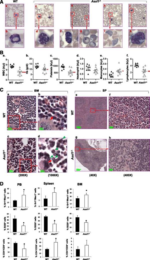 Figure 2. Loss of Asxl1 leads to MDS-like disease. (A) May-Giemsa–stained PB smears prepared from representative WT (a-b) and Asxl1−/− (c-k) mice are shown. The PB smear of Asxl1−/− mice showed dysplastic features including hypersegmented neutrophils (c-d), bilobed and hyposegmented neutrophils (e-f) consistent with pseudo–Pelger-Huët anomaly, as well as an increased number of polychromatophilic RBCs (h-i), and Howell-Jolly body in erythrocytes (e,g). The PB smear of representative Asxl1−/− mice showed monocytosis (j-k). (B) Parameters of PB were summarized from WT (n = 9) and Asxl1−/− (n = 9) mice of 3 to 6 weeks of age: WBC counts (a), Hb (b), platelets (c), neutrophils (d), monocytes (e), and lymphocytes (f). *P < .05, **P < .01. (C) Hematoxylin and eosin staining of paraffin-embedded sections of femurs (a-d) and spleen (e-h) from representative WT and Asxl1−/− mice (4 weeks old). BM: original magnification ×20 in (a) and (c), and original magnification ×100 in (b) and (d). Red arrows indicate megakaryocytes, and green arrows indicate myeloid cells. SP: original magnification ×4 in (e) and (g), and original magnification ×40 in (g) and (h). (D) Quantitation of the Gr1+/Mac1+, B220+, and CD4+/CD8+ cell populations. Percentage in PB, spleen, and BM cells of WT and Asxl1−/− mice (3-5 weeks old). Data are presented as mean ± SD from 4 sets of WT and Asxl1−/− littermates. *P < .05.