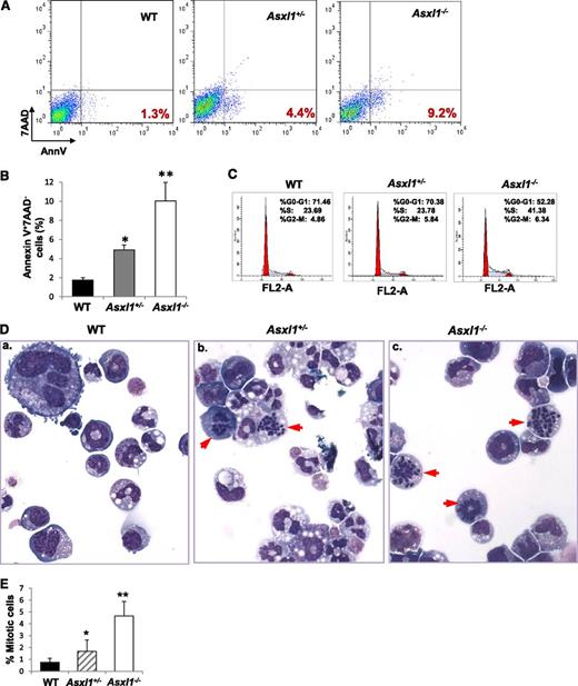 Figure 4. Asxl1 loss leads to increased apoptotic and mitotic cells in BM Lin–c-Kit+ cells. (A) Flow cytometric analysis of freshly isolated Lin–c-Kit+ cells from the BM of representative WT, Asxl1+/−, and Asxl1−/− littermates (5 weeks old) after Annexin V/7-AAD staining. (B) Quantitation of the subgroup of apoptotic cell population that is Annexin V+/7-AAD–. Data are presented as mean ± SD from 3 sets of WT, Asxl1+/−, and Asxl1−/− mice (4-5 weeks old). (C) Cell cycle analysis of Lin–c-Kit+ cells from representative WT, Asxl1+/−, and Asxl1−/− littermates are shown (5 weeks old). Similar results were obtained using another set of Asxl1 littermates of mice (4 weeks old). (D-E) Representative images of May-Giemsa–stained cytospin preparations of cells from WT, Asxl1+/−, or Asxl1−/− BM cell–derived colonies showing an increased proportion of mitotic cells (red arrowheads, D). The quantitation of the percent of mitotic cells is shown by performing a 500-cell count of at least 10 colonies from each genotype (E). Representative data from 2 separate experiments are shown as mean ± SD. *P < .05, **P < .01.