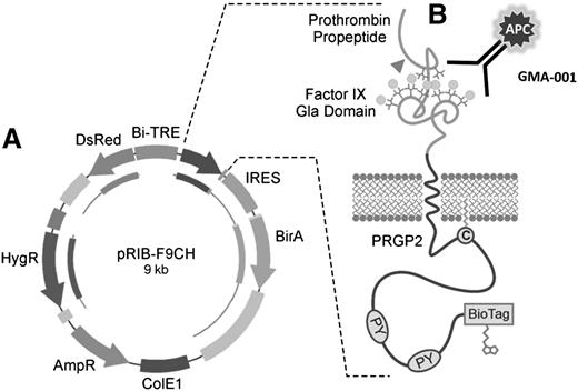 Figure 1. Factor-IX Gla/Ds Red expression system. (A) Vector with doxycycline-inducible bidirectional promoter directing expression of cytoplasmic DsRed to assess induction, and chimeric factor-IX Gla domain-containing protein (F9CH) to measure carboxylation activity. Tet-On cells containing this vector are referred to as the “C3” cell line. (B) Chimeric factor-IX Gla protein contains prothrombin signal and pre-pro-peptide directing γ-carboxylation of the factor-IX Gla domain. APC-labeled antibody (GMA-001) specifically binds the γ-carboxylated factor-IX Gla domain.