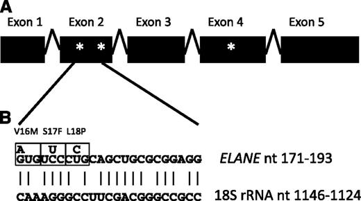 Figure 1. Location of downstream in-frame ATG codons in ELANE mRNA and IRES structure. (A) Schematic of ELANE mRNA. In-frame downstream ATG codons that may be used as initiation start sites (asterisks). (B) Potential ELANE IRES showing complementarity to 18S rRNA. Nucleotide substitutions introduced by p.V16M, p.S17F, and p.L18P mutations are marked.