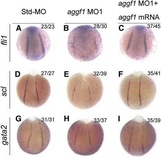 Figure 3. Specification of hemangioblasts and hematopoietic cells is defective in aggf1 morphants. (A-C) Zebrafish embryos injected with Std-MO (2 ng; A,D,G), aggf1 MO1 (2 ng; B,E,H), or MO1 (2 ng) together with 100 pg of aggf1 mRNA (C,F,I), and used for WISH with probes fli1 and scl (markers for hemangioblasts) and gata2 (marker for hematopoietic cells) at 8 somites. Expression of scl, fli1, and gata2 is severely reduced in the posterior lateral plate mesoderm (PLPM) by knockdown of aggf1 expression. Embryos are shown at a dorsal view with the anterior at the top.