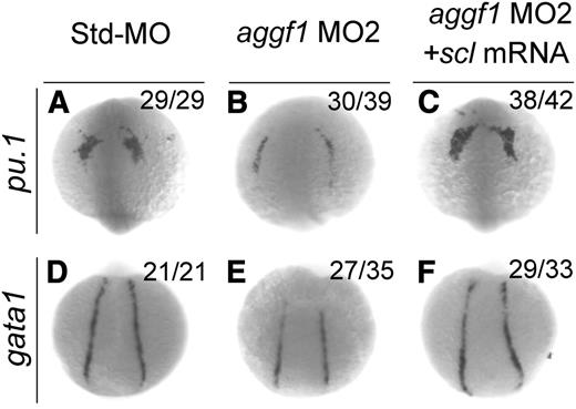 Figure 4. Overexpression of scl rescues defects in hematopoiesis in aggf1 morphants. Zebrafish embryos were injected with Std-MO (4 ng; A,D), aggf1 MO2 (4 ng; B,E), or aggf1 MO2 (4 ng) together with in vitro synthesized full-length scl mRNA (75 pg) (C,F) and used for WISH at 8 somites with antisense probes for pu.1 (A-C) and gata1 (D-F). Reduced expression of pu.1 (marker for myeloid progenitor) in anterior lateral plate mesoderm by knockdown of aggf1 expression was rescued by overexpression of scl mRNA (A-C). Coinjection of scl mRNA rescued decreased expression of gata1 (marker for erythroid progenitor) in PLPM caused by aggf1 MO2 (D-F). (A-C) Anterior view with the ventral side at the top. (D-F) Dorsal view with the anterior at the top.