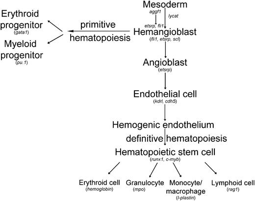Figure 7. Working model for differentiation of hemangioblasts in zebrafish with the acting position of aggf1 indicated. Genes involved in the generation of both hematopoietic and endothelial lineages in zebrafish embryos are indicated. This study suggests that aggf1 acts as the earliest gene that affects the differentiation of hemangioblasts. Modified from H. Yamauchi et al,47 Zhang et al,48 and Bertrand et al.49