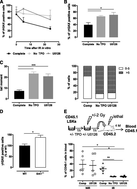 Figure 1. Erk activation is necessary for TPO-mediated DSB repair in HSPCs. (A-B) γH2AX foci resolution analysis at the indicated times after IR (2 Gy) of (A) LSK and (B) LSK-CD34− cells cultured in complete medium in the presence or absence of the MEK inhibitor U0126 (10 µM), or in medium without TPO. Data are means + standard error of the mean (SEM) (n = 3). (C) DSB analysis using a neutral comet assay of LSK cells cultured as in panel A. Mean of tail moments (left) and percent of cells with tail moments >5 or <5 (right) are shown. Representative experiment out of 3 similar performed with cells pooled from 3 to 4 mice. Data are means + SEM of tail moment values analyzed in at least 100 cells. (D) γH2AX staining in LSK-CD34− cells isolated 16 hours after TBI of wild type (WT) and Erk1−/− mice. Data are means + SEM normalized to the mean of γH2AX positive cells from WT mice (n = 5). (E) Experimental design to test the effect of Erk inhibition on LSK reconstitution ability (top). LSK cells were cultured as in panel A for 1 hour before injection in CD45-2 lethally irradiated congenic mice. CD45.1-chimerism in peripheral blood 4 months posttransplantation (bottom). Each dot represents an individual mouse. Mice were injected with LSK cells from a pool of 9 mice. Comp, complete medium; NIR, no IR.