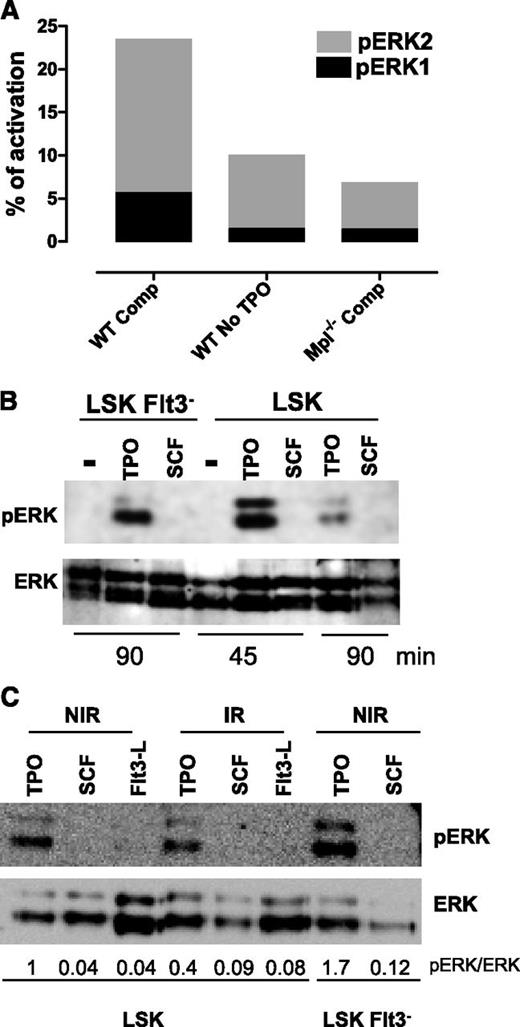 Figure 2. TPO is the major Erk activator in HSPCs. (A) One representative experiment, out of 3 similar experiments, of Erk activity obtained by capillary isoelectric-focusing immunoassay in WT and Mpl−/− LSK cells cultured for 1 hour in complete medium (Comp) or without TPO. Results show the area peak value of phosphorylated Erk1 or Erk2, normalized to the area value of total Erk. Experiment performed with cells pooled from 3 to 5 mice. (B-C) Western blot analysis of Erk activation in LSK or LSK-Flt3− cells cultured for 45 or 90 minutes as indicated with SCF, FL, or TPO or in the absence of cytokine (−) and then irradiated (2 Gy) or not. Analysis was performed 30 minutes after IR. NIR, no IR.