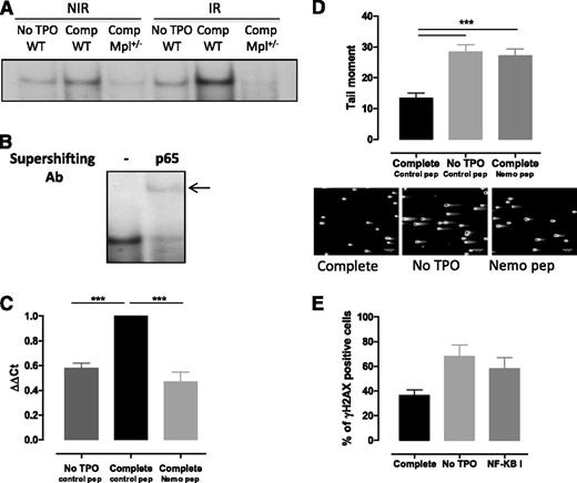 Figure 5. NF-κB is required for TPO-induced Iex-1 expression and DSB repair in HSPCs. (A) EMSA for NF-κB DNA-binding activity in WT and Mpl+/− LSK cells cultured in complete medium (Comp) or without TPO for 45 minutes and then irradiated (2 Gy) or not. Analysis was performed 30 minutes after IR. Representative experiment out of 4 similar performed. (B) Supershift analysis after addition of anti-p65RelA antibody or no antibody (−) in WT LSK cells treated as in (B) 30 minutes post-IR in the presence of TPO. (C) Iex-1 mRNA expression 30 min after IR in LSK cells precultured in medium without TPO or in complete medium containing either the Nemo peptide or a control peptide (10 µM). Data are means + SEM from 4 independent experiments performed with cells from 3 to 5 mice. (D) Comet tail moment of WT LSK cultured as in panel C and 2 hours after IR. Representative pictures of comets labeled with SYTOXGreen and means + SEM of the tail moment values measured in at least 60 cells are shown. The scale bars on the pictures represent a 107 µm × 10 objective. One representative experiment out of 3 experiments is shown. (E) γH2AX staining in LSK cells cultured like in panel D in the presence or absence or of the NF-κB inhibitor (NF-κB I, 1 µM) 24 hours after IR. Data are means + SEM of 3 independent experiments with at least 100 cells counted per condition.
