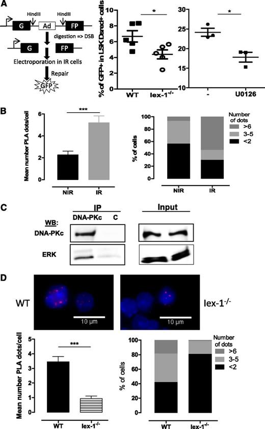 Figure 6. pErk and DNA-PKc form a complex that requires the presence IEX-1. (A) NHEJ activity in WT and Iex-1−/− LSK cells cultured in complete medium in the presence or absence of U0126 (10 μM). The experimental procedure (left) and means + SEM percent of GFP+ cells in LSK DsRed+ cells (right) are shown. Each dot represents an individual mouse. (B,D) PLA between pErk and DNA-PKc in WT and Iex-1−/− LSK cells. Cells were cultured in complete medium for 30 minutes and analyzed 30 minutes after IR (2 Gy) or not. Representative pictures (×100) and means + SEM of PLA dot numbers per cell (left) and percent of cells with the indicated amounts of dots (right) are shown. (C) UT7-Mpl cells were treated with TPO and then irradiated (2 Gy). Thirty minutes after IR, nuclear extracts were immunoprecipitated with anti-DNA-PKc or control (c) mouse immunoglobulin G. NIR, no IR.