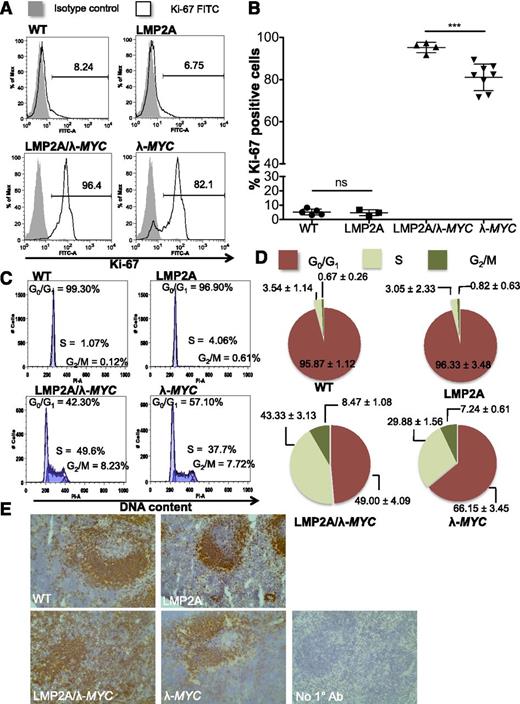 Figure 1. Pretumor B cells from LMP2A/λ-MYC mice demonstrate highly proliferative phenotypes. (A) Histograms of Ki-67+ purified B cells from 3-week-old representative mice. The number in each histogram indicates the percentage of Ki-67+ cells in purified B cells. (B) Combined Ki-67 data from 3 experiments shown as mean ± SD. The differences in the percentage of Ki-67+ cells were analyzed by 1-way ANOVA. ***P < .001; ns, not significant. (C) Representative histograms of propidium iodine staining for DNA content in purified pretumor B cells. (D) Pie charts show mean ± SD of cells in different phases of the cell cycle as analyzed in (C). WT: n = 3, LMP2A: n = 3, LMP2A/λ-MYC: n = 4, λ-MYC: n = 4. (E) Immunohistochemistry of B220+ cells in representative 3-week-old mouse spleens (original magnification ×20). No 1° Ab, negative control with secondary antibody only.