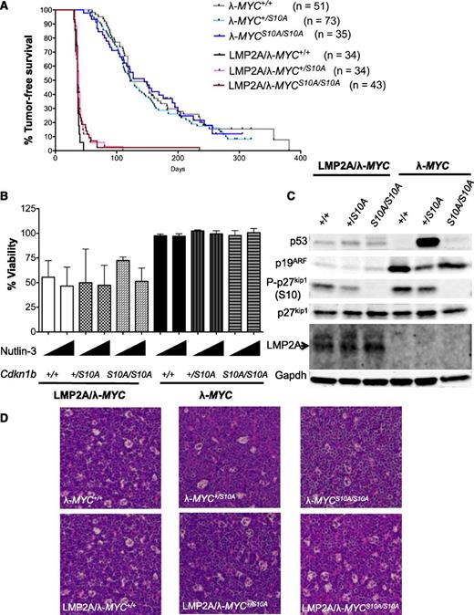 Figure 4. Expression of S10A mutant confers minor effect on time-to-tumor onset of LMP2A/λ-MYC mice and has no effect on the p53 pathway. (A) Kaplan-Meier curves indicating the percent survival of indicated genotypes. (B) Viability of primary tumor cells (7-AAD–, CD19+) at 3 hours after 5 μM or 10 μM Nutlin-3 treatments from 3 independent experiments. Percentage of viability in vehicle control in each genotype was set at 100%. (C) Western blot analyses of representative primary tumor cells showed aberrant stabilization of p53 and/or p19ARF in tumors from λ-MYC mice. (D) Hematoxylin and eosin (H&E) staining of tumor-bearing lymph nodes demonstrating a “starry sky” appearance in all tumor genotypes (original magnification ×20).