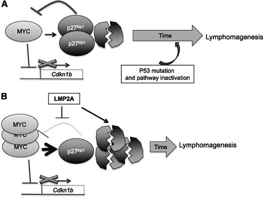 Figure 7. The proposed relationship of MYC, LMP2A, and p27kip1 in lymphoma development. (Top) In an λ-MYC mouse model, overexpression of MYC results in repression of Cdkn1b transcription and increases p27kip1 degradation, leading to an increase in proliferation. The remaining pool of p27kip1 partially impedes MYC-induced cell cycle progression and downregulates MYC. Abundant expression of MYC also induces p53 pathway activation. Both p27kip1 and p53 are able to prevent uncontrolled proliferation for a certain length of time. At a later step, selection pressure forces deregulated MYC cells to overcome the apoptosis mechanism mediated by p53, and a lymphoma develops. (Bottom) In the presence of LMP2A, p27kip1 turnover is more rapid and weakens the MYC repression network, resulting in a high level of MYC. Although the p53 pathway is induced as a result of overexpression of MYC, cell cycle progression and proliferation outpaces the rate of apoptosis. A severely low level of p27kip1 may relieve the selection pressure, and a lymphoma develops without the need to inactivate the p53 pathway.