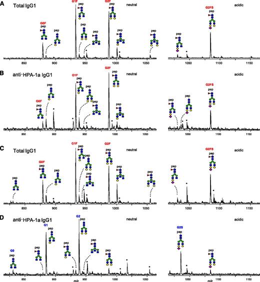 Figure 1. Mass spectrometric analysis of Fc glycopeptides of total IgG1 and anti-HPA-1a IgG1 from 2 pregnant women. One person showed high degrees of fucosylation for total IgG1 (97%; A) and anti-HPA-1a IgG1 (86%; B). The other also showed a high degree of fucosylation for total IgG1 (86%; C), yet a low degree of fucosylation for anti-HPA-1a IgG1 (9%; D). Major fucosylated glycoforms are labeled in red, and nonfucosylated glycoforms are labeled in blue or are unlabeled. Blue square indicates N-acetylglucosamine; red triangle, fucose; green circle, mannose; yellow circle, galactose; purple diamond, N-acetylneuraminic acid; pep, peptide moiety; and asterisk, contaminant. Triple-protonated glycopeptide signals were observed throughout. For the assignment of the glycopeptides signals, see Table 1. The level of galactosylation, sialylation, bisection (bisecting N-acetylglucosamine), and fucosylation were calculated according to the following formulas: Galactosylation = (G1F + G1FN + G1FS + G1FNS + G1) × 0.5 + G2F + G2FN + G2FS + G2FNS + G2 + G2S. Agalactosylated structures = G0F + G0FN + G0. Digalactosylated structures = G2F + G2FN + G2FS + G2FNS + G2 + G2S. Sialylation = G1FS + G2FS + G1FNS + G2FNS + G2S. Bisection = G0FN + G1FN + G2FN + G1FNS + G2FNS. Fucosylation = G0F + G1F + G2F + G0FN + G1FN + G2FN + G1FS + G2FS.