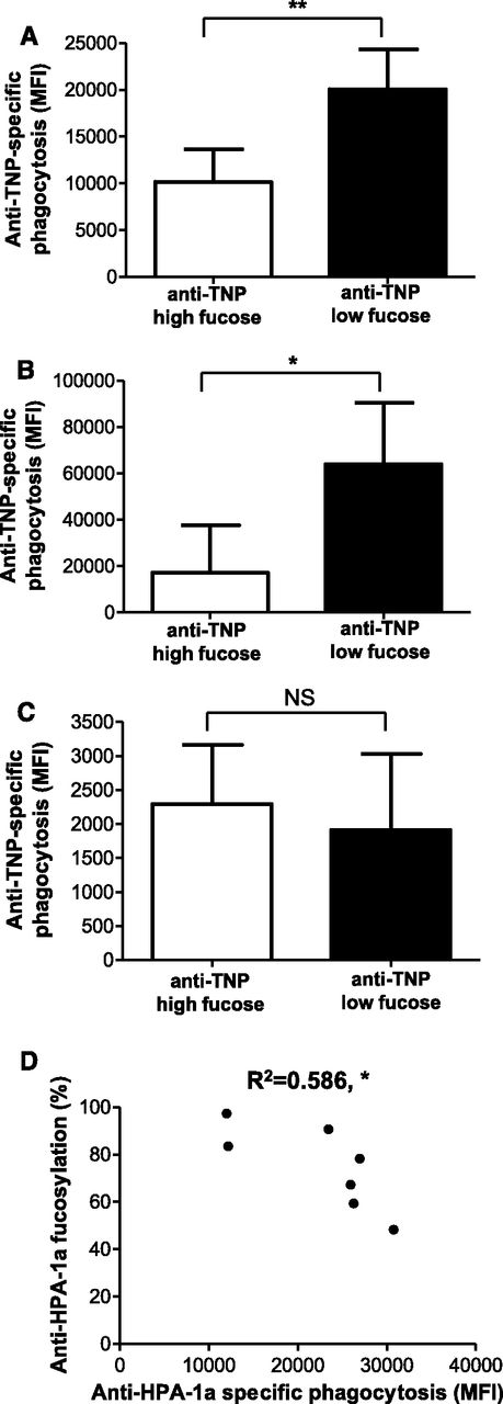 Figure 5. Absence of IgG-Fc core fucose enhances platelet phagocytosis through FcγRIII on PMNs and monocytes. Platelets were haptenized with TNP; labeled for phagocytosis with pHrodo; opsonized with either isotype antibody, anti-TNP low- or high-fucose antibodies; subjected to phagocytosis by either neutrophils (PMNs; A), FcγRIIIa+ monocytes (B), or FcγRIIIa– monocytes (C) as effector cells; and expressed as anti-TNP–specific phagocytosis (Mean Fluorescence Intensity (MFI) anti-TNP − MFI isotype IgG). Anti-TNP IgG1 antibodies with low fucose displayed increased phagocytosis compared with highly fucosylated anti-TNP antibodies using PMNs or FcγRIIIa+ monocytes (A-B, respectively) as effector cells, but not with FcγRIIIa– monocytes (C). Platelets were labeled with pHrodo, opsonized with 35 AU of anti-HPA-1a antibodies from maternal FNAIT sera, and subjected to phagocytosis by neutrophils (D). Phagocytosis was expressed as anti-HPA-1a–specific phagocytosis (MFI anti-HPA-1a from maternal FNAIT sera − MFI isotype IgG from NHS). Statistical analyses: 1-tailed unpaired Student t test (A-C) and Pearson correlation (D). *P ≤ .05; **P ≤ .01. NS, nonsignificant.