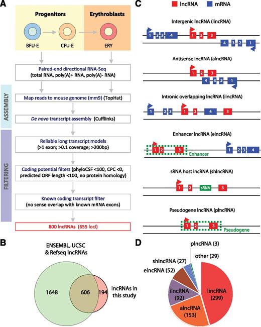 Figure 1. Identification of lncRNAs expressed in fetal liver and erythroid cells. (A) Workflow for lncRNA discovery. See text and supplemental “Methods” for details. (B) Overlap between lncRNAs annotated in Ensembl, UCSC, or RefSeq databases and lncRNAs identified in this study. (C) Definitions of different classes of lncRNAs based on their genomic region of origin. (D) Distribution of 655 lncRNAs expressed in fetal liver into different lncRNA classes.