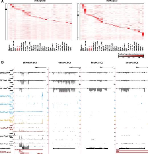 Figure 2. Tissue specificity of fetal liver and erythroid lncRNAs. (A) Relative abundance of mRNA and lncRNA genes (rows) expressed in fetal liver across 30 primary cell and tissue types from the mouse ENCODE consortium (columns). Color intensity represents the fractional gene-level expression across all tissues examined. ERY_1 and ERY_2 (red) are fetal liver TER119+ erythroblast replicates. Tissue expression was quantified based on gene models from our de novo assembly using Cufflinks. Black bars in the left panels highlight empirically defined erythroid-restricted genes. (B) Examples of erythroid-enriched lncRNA loci. These loci were selected based on their expression, regulation, and tissue specificity features (see text). Images from the UCSC Genome Browser depict RNA-seq signal as the density of mapped strand-specific RNA-seq reads. The plus strand (transcribed left to right) and minus strand (transcribed right to left) are denoted to the left of the tracks. Tracks 1 to 6 show in black the RNA-seq signal of total, poly(A)−, or poly(A)+ RNA from fetal liver TER119+ erythroblasts (ERY). Tracks 7 to 12 depict in light blue the RNA-seq signal of poly(A)+ RNA from other hematopoietic cells: adult megakaryocyte-erythroid progenitors (MEP), fetal megakaryocytes (MEG), and adult T-naïve cells (T-cell), all from the ENCODE consortium. Tracks 13 to 20 show the RNA-seq signal of poly(A)+ RNA from other tissues from the ENCODE consortium: adult liver (yellow), adult heart (red), adult lung (black), and E14.5 whole brain (gray). The bottom tracks depict lncRNA transcript models inferred by de novo assembly using Cufflinks (black) and Ensembl gene annotations (red). Left-to-right arrows indicate transcripts in the plus strand; right-to-left arrows indicate transcripts in the minus strand. Note that all lncRNA transcripts shown are transcribed in the minus strand.