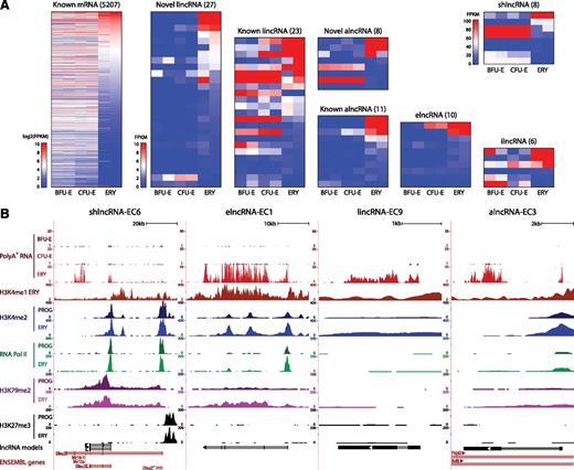Figure 3. Dynamic expression patterns of lncRNAs during erythroid differentiation. (A) Abundance of mRNAs and lncRNAs that are differentially expressed during erythropoiesis, as determined by DESeq at a 5% false discovery threshold. Shown are absolute gene expression estimates (FPKM) from poly(A)+ RNA-seq of FACS-purified BFU-Es, CFU-Es, and TER119+ erythroblasts (ERY) (2 replicates each), based on gene models from our de novo assembly using Cufflinks. (B) Examples of differentially expressed lncRNA loci, the same RNAs as in Figure 2B. Images from the UCSC Genome Browser depict RNA-seq signal as the density of mapped RNA-seq reads and chromatin immunoprecipitation sequencing (ChIP-seq) signal as the density of processed signal enrichment. Tracks 1 to 3 show in red the non–strand-specific RNA-seq signal of poly(A)+ RNA from FACS-purified fetal liver BFU-Es, CFU-Es, and TER119+ erythroblasts (ERY). Tracks 4 to 12 depict the ChIP-seq signal for H3K4me1, a chromatin mark enriched in promoter and enhancer regions, in ERY (dark red); H3K4me2, associated with transcriptional activation, in erythroid progenitor-enriched fetal liver cells (PROG) and ERY (dark and light blue); serine 5 phosphorylated RNA Pol II, enriched at the TSS of active genes, in PROG and ERY (dark and light green); H3K79me2, associated with transcriptional elongation, in PROG and ERY (dark and light purple); and H3K27me3, associated with transcriptional repression, in PROG and ERY (black). The bottom tracks depict lncRNA transcript models and Ensembl gene annotations as in Figure 2B.