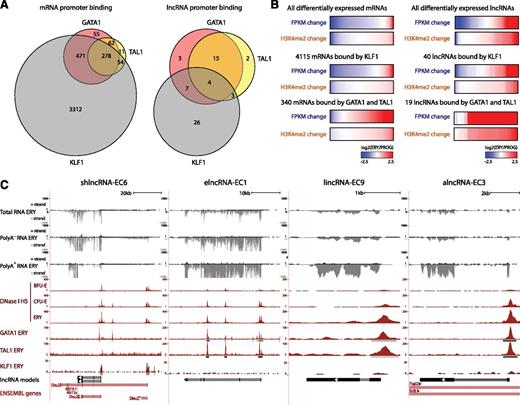 Figure 4. lncRNAs are targeted by core erythroid transcription factors. (A) Binding of GATA1, TAL1, and KLF1 transcription factors within promoter-proximal regions (TSS ± 1 kb) of (left) mRNAs and (right) lncRNAs that are differentially expressed during erythropoiesis (see text). (B) Changes in expression and promoter-proximal (TSS ± 1 kb) H3K4me2 levels for all differentially expressed mRNA or lncRNA genes, for the subset of genes bound by KLF1 or for those bound by both GATA and TAL1. Changes are shown as the log2 ratio of the levels in TER119+ erythroblasts (ERY) to the levels in erythroid progenitor-enriched fetal liver cells (PROG). (C) Examples of differentially expressed lncRNA loci that are bound proximally by GATA1, TAL1, or KLF1, the same RNAs as in Figures 2B and 3B. Images from the UCSC Genome Browser depict the RNA-seq signal as the density of mapped RNA-seq reads, DNase I hypersensitivity (HS) signal as the density of mapped sequencing tags, and ChIP-seq signal as the density of processed signal enrichment. Tracks 1 to 6 show in black the strand-specific RNA-seq signal in the plus strand or minus strand (denoted to the left of the tracks) of total, poly(A)−, or poly(A)+ RNA from fetal liver TER119+ erythroblasts (ERY). Tracks 7 to 9 depict in red the signal for DNase I HS, associated with open chromatin, in BFU-Es, CFU-Es, and ERY. Tracks 10 to 12 show in red the ChIP-seq signal for GATA1, TAL1, and KLF1, respectively, in ERY. Peaks of signal enrichment are shown in gray under the DNase I HS tracks (determined by I-max, empirical FDR <1%) and under the GATA1, TAL1, and KLF1 tracks (determined by MACS, empirical FDR <5%). The bottom tracks depict lncRNA transcript models and Ensembl gene annotations as in Figure 2B.