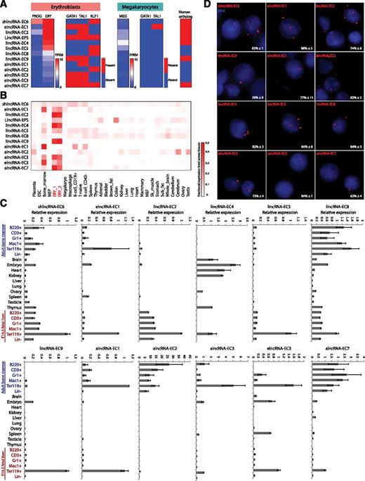 Figure 5. Selection and validation of lncRNA targets. (A) Summary of expression, regulation, and conservation features of the top candidate lncRNA modulators of erythropoiesis (see text). Expression: shown are absolute gene expression estimates (FPKM) from RNA-seq of total RNA from erythroid progenitor-enriched fetal liver cells (PROG) and TER119+ erythroblasts (ERY) or of poly(A)+ RNA from primary megakaryocytes (MEG), quantified as in Figure 3. Regulation: heatmaps represent whether promoter-proximal binding by GATA1, TAL1, of KLF1, analyzed as in Figure 4, is seen in ERY or MEG. Conservation: heatmap represents whether an orthologous region, identified by local alignment and synteny, is found in the human genome (see supplemental Methods for details). (B) Relative abundance of the top lncRNA candidates across 30 mouse primary tissue and cell types from ENCODE, determined as in Figure 2. Color intensity represents the fractional expression level across all tissues examined. ERY_1 and ERY_2 (red) are TER119+ fetal liver erythroblast biological replicate experiments. (C) Relative expression of the top lncRNA candidates across mouse organs and cells of different tissues and developmental stages, as determined by qPCR. Expression levels were normalized to those of 18S rRNA, and fold changes were calculated relative to fetal TER119+ erythroblast levels. Data are shown as mean ± standard error of the mean (SEM; n = 3). (D) Detection of individual lncRNA transcripts by single-molecule RNA FISH. Shown are maximum z-stack projections of fluoresce microscopy images of fixed TER119+ erythroblasts hybridized to singly-labeled RNA FISH probes. lncRNA molecules are pseudocolored red and DAPI-stained nuclei are pseudocolored blue. For each panel, the mean ± SEM (n = 2) percent of nuclear-localized transcripts is shown at the bottom right corner.