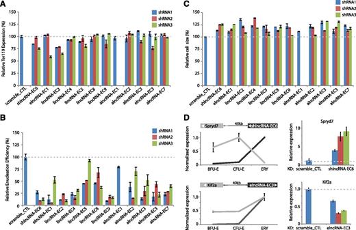 Figure 6. Modulation of red cell maturation by multiple types of lncRNAs. (A) Relative expression of the early erythroid differentiation marker TER119 in erythroid progenitor-enriched fetal liver cells transduced with retroviral vectors encoding control or lncRNA-targeting shRNAs and induced to differentiate in culture. Expression levels were determined by qPCR, normalized to those of 18S rRNA, and are shown as percentage of the levels in the control shRNA experiment (dotted gray line). Data are mean ± SEM (n = 2). (B) Relative cell size of cells treated as in A. Average cell sizes were determined by flow cytometry (Methods) and are shown as percentage of the values for the control shRNA experiment (dotted gray line). Data are mean ± SEM (n = 2). (C) Relative enucleation efficiency of cells treated as in A. Enucleation efficiency was determined by flow cytometry (Methods) and is shown as percentage of the values for the control shRNA experiment (dotted gray line). Data are shown as mean ± SEM (n = 2). (D) (Top left) SPRYD7 (light gray) is anticorrelated in expression with its neighbor shlncRNA-EC6 (dark gray) during erythropoiesis. (Top right) depletion of shlncRNA-EC6 with separate shRNAs in ex vivo–differentiated TER119+ erythroblasts results in reproducible up-regulation of SPRYD7 relative to scramble shRNA control (data are mean ± SEM; n = 3). (Bottom left) KIF2A (light gray) is coordinated in expression with neighboring elncRNA-EC3 (dark gray) during erythroid differentiation. (Bottom right) inhibiting elncRNA-EC3 with separate shRNAs leads to reduced expression of KIF2A relative to scramble shRNA control (data are mean ± SEM; n = 3).