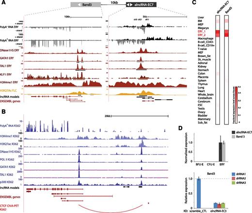 Figure 7. alncRNA-EC7 is an enhancer RNA needed for expression of neighboring BAND 3. (A) alncRNA-EC7 marks an enhancer site proximal to BAND 3. Images from the UCSC Genome Browser depict RNA-seq signal as the density of mapped RNA-seq reads, DNase I hypersensitivity (HS) signal as the density of mapped sequencing tags, and ChIP-seq signal as the density of processed signal enrichment. Tracks 1 to 4 show in black the strand-specific RNA-seq signal in the plus strand or minus strand (denoted to the left of the tracks) of poly(A)− or poly(A)+ RNA from fetal liver TER119+ erythroblasts (ERY). Track 5 depicts in red the signal for DNase I HS, associated with open chromatin, in ERY. Tracks 6 to 8 show in red the ChIP-seq signal for GATA1, TAL1, and KLF1, respectively, in ERY. Tracks 9 and 10 depict the ChIP-seq signal for H3K4me1, enriched along promoter and enhancer regions, in ERY (dark red), and H3K27Ac, associated with active promoters and enhancers, in fetal liver cells (yellow). Peaks of signal enrichment are shown in gray under the DNase I HS track (determined by I-max, empirical FDR <1%) and under the GATA1, TAL1, KLF1, H3K4me1, and H3K27Ac tracks (determined by MACS, empirical FDR <5%). The bottom tracks depict lncRNA transcript models inferred by de novo assembly using Cufflinks (black) and Ensembl gene annotations (red). Shown at the top are the target sites of 3 shRNAs designed against the transcripts from the enhancer site. (B) The alncRNA-EC7 locus is conserved in human. Images from the UCSC Genome Browser depict RNA-seq signal, DNase I HS signal, and ChIP-seq signal in K562 cells as in A. Track 1 shows in blue the non–strand-specific RNA-seq signal of poly(A)+ RNA. Tracks 2 and 3 depict in light blue the ChIP-seq signal for H3K4me1, enriched along promoter and enhancer regions, and H3K27Ac, associated with active promoters and enhancers. Track 4 depicts in dark blue the signal for DNase I HS, associated with open chromatin. Tracks 5 to 8 show in dark blue the ChIP-seq signal for RNA Pol II, GATA1, TAL1, and p300 (enriched at promoter and enhancer sites), respectively. Shown at the bottom are lncRNA transcript models based on our detection of orthologous genomic regions from local alignment and synteny to the mouse genome (black; supplemental Methods) and Ensembl gene annotations (red). The last track depicts in red chromatin interactions associated with binding of the CTCF binding factor, determined by ChIA-PET. (C) Relative abundance of alncRNA-EC7 and Band 3 mRNA across 30 mouse primary tissue and cell types from ENCODE, determined as in Figure 2. Color intensity represents the fractional expression level across all tissues examined. ERY_1 and ERY_2 (red) are TER119+ fetal liver erythroblast biological replicate experiments. (D) (Top) Band 3 expression is coordinated with that of neighboring alncRNA-EC7 during differentiation. (Bottom) Inhibiting alncRNA-EC7 with the shRNAs shown in A abolishes expression of BAND 3 relative to scramble shRNA control (data are mean ± SEM; n = 3).