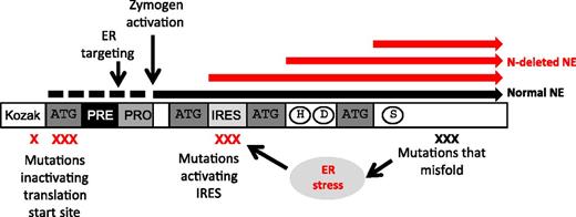 Mutations in the ATG site normally used as start of translation and other mutations, as indicated by the red X, result in the production of N-terminally truncated elastase lacking the signal peptide (red bars). These truncated proteins are liberated to the cytosol instead of being routed to the endoplasmic reticulum and granules as is wild-type elastase (black bar). See Figure 6 in the article by Tidwell et al that begins on page 562. ER, endoplasmic.