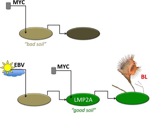 Model of EBV LMP2A and MYC interactions.