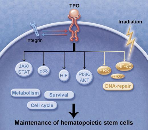 TPO signals in HSCs. TPO is essential for the maintenance of HSCs mediated by regulation of a variety of signaling molecules that are involved in cell cycle, survival, cellular metabolism, and integrin-mediated signal transduction. ERK and NF-κB collaborate to repair IR-induced DNA damage under TPO stimulation, preventing aging and tumorigenesis. These TPO signals working in harmony support the maintenance of HSCs. Professional illustration by Alice Y. Chen.