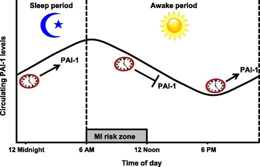 Oscillations in circulating PAI-1 levels are driven by an intrinsic circadian system (depicted as a clock) in humans. The peak in circulating PAI-1 levels around 6:30 am occurs during the period when the risk of a myocardial infarction (MI) is elevated.
