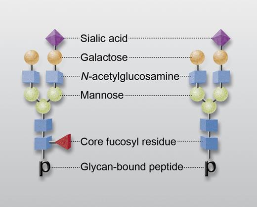 Representative IgG-associated glycans with (left) and without (right) a core fucosyl residue (red triangle). Other saccharides are N-acetylglucosamine (blue), mannose (green), galactose (orange), and sialic acid (purple). “p” designates glycan-bound peptide in tryptic digest subjected to mass spectroscopic analysis. Professional illustration by Alice Y. Chen.