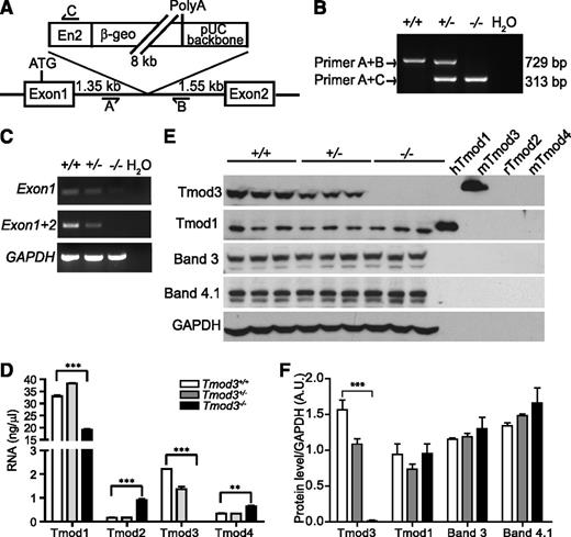 Figure 2. Targeted disruption of Tmod3 gene in mice. (A) Tmod3 gene targeting strategy, depicting insertion site of BayGenomics β-geo gene-trap vector into intron 1 of Tmod3, as confirmed by DNA sequencing. Primers A, B, and C were designed for genotyping wild-type and mutant alleles, as shown. (B) PCR analysis of genomic DNA from mouse embryonic yolk sacs derived from Tmod3+/− intercrosses. Primers A and B detect the expected 729 bp band in the wild-type allele, while primers A and C detect the predicted 313 bp band in the mutant allele. (C) RT-PCR of Tmod3 transcripts in E14.5 fetal liver mRNA, using Tmod3 exon 1 and 2 primers. (D) Tmod mRNA levels in Tmod3+/+, Tmod3+/−, and Tmod3−/− fetal livers from E14.5 embryos, determined by qRT-PCR. (E) Western blot analysis of Tmods and erythroid membrane proteins bands 3, and 4.1R in Tmod3+/+, Tmod3+/−, and Tmod3−/− fetal livers from E14.5 embryos. Each lane is from a single embryo. Purified Tmod proteins (5 ng/lane) were loaded as controls for antibody specificity (hTmod1, Tmod1 from Homo sapiens; mTmod3 and mTmod4, Tmod3 and Tmod4 from Mus musculus; rTmod2, Tmod2 from Rattus norvegicus).43 (F) Calculation of Tmod1, Tmod3, bands 3, and 4.1R protein levels, normalized to glyceraldehyde-3-phosphate dehydrogenase. Band intensities were analyzed by ImageJ. Values in panels D and F are means ± SD from triplicate individual fetal livers from different embryos. **P < .005; ***P < .001. β-geo, fusion of β-galactosidase and neomycin phosphotransferase II; En2, engrailed 2-splice acceptor sequence; PolyA, polyadenylation.