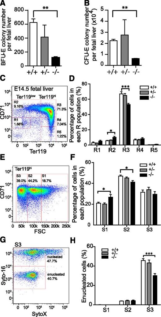 Figure 4. Tmod3−/− embryos are defective in definitive erythropoiesis with reduced progenitors, impaired terminal differentiation, and enucleation. (A) BFU-E per fetal liver. (B) CFU-E per fetal liver. Values in both are means ± SD of at least 3 independent embryos. (C) Representative flow cytometry profiles of R1-R5 erythroblast populations labeled with CD71/Ter119 in fetal livers from Tmod3+/+ mice at E14.5. The percentage of cells in each R population with respect to total PI-negative cells is indicated for a representative Tmod3+/+ fetal liver. (D) Percentage of cells in each R population, normalized to the number of total viable fetal liver cells from each embryo (Tmod3+/+, n = 6; Tmod3+/−, n = 19; Tmod3−/−, n = 8). (E) Representative CD71/FSC profile of Tmod3+/+ Ter119hi cells sorted into 3 populations (S1, S2, and S3) according to cell size. The percentage of cells in each S population with respect to total Ter119hi cells is indicated for a representative Tmod3+/+ fetal liver. (F) Percentage of cells in each S population, normalized to the number of total Ter119hi fetal liver cells from each embryo. (G) Representative flow cytometry of enucleated cells in the S3 population of Tmod3+/+ fetal livers, using Syto-16 for nuclei and SytoX for cell viability. The percentage of enucleated and nucleated cells with respect to total S3 cells is indicated for a representative Tmod3+/+ fetal liver. (H) Percentages of enucleated cells in S1, S2, and S3 populations. All values are means ± SD with at least 3 replicates. *P < .05, **P < .005; ***P < .001 for Tmod3−/− vs Tmod3+/+.