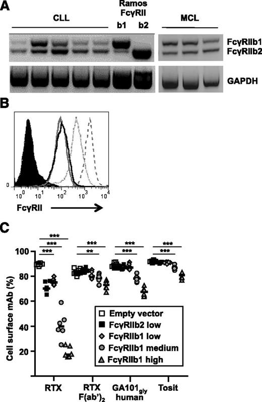 Figure 1. Expression and activity of FcγRIIb1 and b2 isoforms in regulating the rate of internalization of anti-CD20 mAbs. (A) mRNA from CLL and MCL samples alongside Ramos-FcγRIIb1 or -FcγRIIb2 transfectants as controls was converted to cDNA and analyzed by PCR for the expression of FcγRIIb1 and FcγRIIb2. (B) Ramos cells were transfected with empty vector, FcγRIIb2, or FcγRIIb1 and stable transfectants selected expressing different levels of FcγRIIb. Control cells (filled histogram), FcγRIIb2 low (solid black line), FcγRIIb1 low (solid gray line), FcγRIIb1 medium (dotted line), and FcγRIIb1 high (dashed line) were labeled with AT10-PE and assessed by flow cytometry. (C) Ramos transfectants were cultured with 5 µg/mL A488-labeled anti-CD20 mAb for 1 hour. The proportion of total mAb remaining on the cell surface was assessed by flow cytometry after treatment of cells with anti-A488 to quench cell-surface fluorescence. Transfectants were compared with control cells using the Mann-Whitney U test. **P < .01, ***P < .001, n = 6-8. Horizontal bars represent the median. mRNA, messenger RNA.
