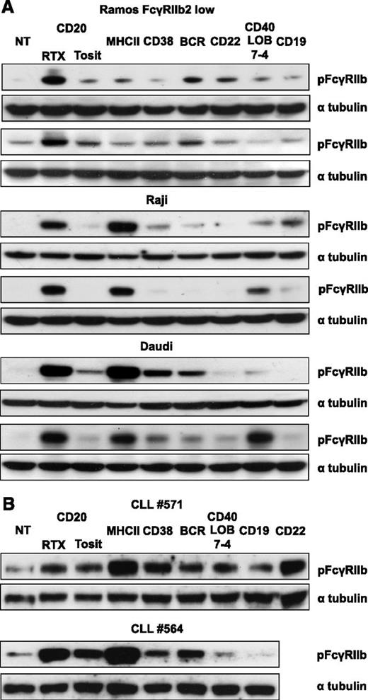 Figure 3. Phosphorylation of FcγRIIb after mAb ligation of B-cell surface receptors. The Burkitt lymphoma cell lines (A) Ramos FcγRIIb2-low transfectants, Raji, and Daudi, and (B) primary CLL cells were treated with 5 µg/mL A488-labeled mAb for 30 minutes. Lysates were then blotted for pFcγRIIb and α tubulin as a loading control. Two representative examples for each cell line are shown.