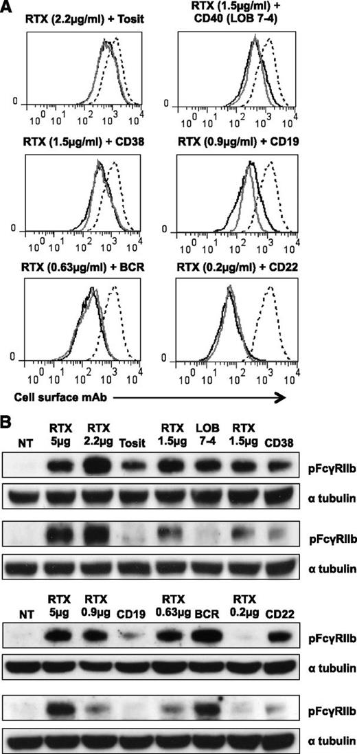 Figure 4. Phosphorylation of FcγRIIb after mAb binding to B-cell surface receptors at the same level. (A) A488-labeled RTX (solid black line) was titrated on Daudi cells to give the same binding as A488-labeled mAbs (5 μg/mL) specific for a range of other receptors (solid gray line). The binding of a saturating concentration of RTX (5 µg/mL) is included for comparison (dashed line). (B) Daudi cells were treated with A488-labeled RTX (RTX at concentration shown, others at 5 μg/mL) for 30 minutes and lysates were then blotted for pFcγRIIb and α tubulin as a loading control. Two representative examples are shown.
