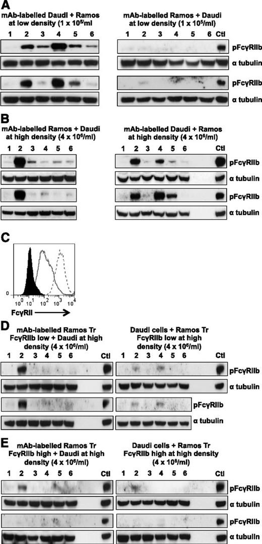 Figure 5. B-cell surface receptor–specific mAbs interact with and activate FcγRIIb in a cis and trans fashion. (A) FcγRIIb-positive Daudi cells (left) or FcγRIIb-negative Ramos cells (right) were incubated with 5 µg/mL A488-labeled mAb at 5 × 104 cells/mL at 4°C. After extensive washing, the cells were mixed 1:1 with FcγRIIb-negative Ramos cells (left) or FcγRIIb-positive Daudi cells (right) at a final concentration of 1 × 105 cells/mL for 30 minutes at 37°C. Lysates were blotted for pFcγRIIb and α tubulin as a loading control. Sample lanes: (1) NT, (2) RTX, (3) Tosit, (4) F3.3 (MHC II), (5) AT13/5h (CD38), (6) M15/8 (BCR). (B) A488-mAb labeled FcγRIIb-negative Ramos cells (left) or FcγRIIb-positive Daudi cells (right) were mixed 1:1 with FcγRIIb-positive Daudi cells (left) or FcγRIIb-negative Ramos cells (right) at a final concentration of 4 × 106 cells/mL then lysates were blotted as described in panel A. (C) Ramos cells B-cell surface receptors were transfected with empty vector, or Tr FcγRIIb and assessed for expression by flow cytometry using AT10-PE. Clones expressing low (solid gray line) or high (dotted line) were compared with control cells (filled histogram). (D) Ramos Tr FcγRIIb-low (left) or FcγRIIb-positive Daudi cells (right) were incubated with 5 µg/mL A488-labeled mAb at 4 × 106 cells/mL at 4°C. After washing, the cells were mixed 1:1 with untransfected Daudi cells (left) or Ramos Tr FcγRIIb-low (right) cells at 4 × 106 cells/mL for 30 minutes at 37°C. Lysates were then blotted as in panel A. (E) As in panel D but using Ramos Tr FcγRIIb-high cells. In all blots, a positive control of A488-RTX–labeled FcγRIIb-positive Daudi cells mixed 1:1 with FcγRIIb-negative Ramos cells at a final concentration of 4 × 106/mL was included. Two representative blots are shown for each condition. Ctl, control.