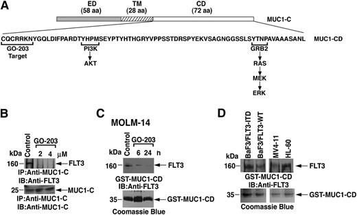 Figure 1. Targeting the MUC1-C cytoplasmic domain with GO-203 blocks the interaction with FLT3. (A) Schema of the MUC1-C subunit extracellular domain (ED), transmembrane domain (TM), and the cytoplasmic domain (CD). The amino acid sequence of the MUC1-C cytoplasmic domain (MUC1-CD) is shown with highlighting of the GO-203 target sequence (CQCRRKN) and localization of the PI3K and GRB2 binding sites. (B) Lysates from MOLM-14 cells left untreated (control) or treated with 2 or 4 μM GO-203 for 6 hours were immunoprecipitated with anti-MUC1-C. The precipitates were immunoblotted with the anti-FLT3 antibody (upper panel). As a control, anti-MUC1-C immunoprecipitates were also analyzed by immunoblotting with anti-MUC1-C (lower panel). (C) Lysates from MOLM-14 cells left untreated (control) or treated with 2 μM GO-203 for 6 and 24 hours were incubated with a GST-MUC1-CD fusion protein. The adsorbates were immunoblotted with anti-FLT3 (upper panel). Input of the GST-MUC1-CD proteins was assessed by Coomassie blue staining (lower panel). (D) Lysates from the indicated cells were incubated with the GST-MUC1-CD fusion protein. The adsorbates were immunoblotted with anti-FLT3 (upper panel). Input of the GST-MUC1-CD proteins was assessed by Coomassie blue staining (lower panel).