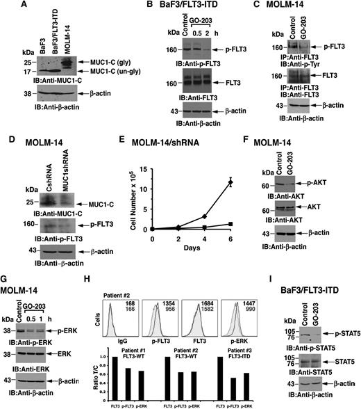 Figure 2. Treatment with GO-203 inhibits FLT3 activation and signaling. (A) Lysates from BaF3 cells grown in the presence of interleukin-3, BaF3/FLT3-ITD cells, and MOLM-14 cells were immunoblotted with the indicated antibodies. BaF3 and BaF3/FLT3-ITD express MUC1-C as the 17-kDa unglycosylated (un-gly) form and MOLM-14 cells express the 20- to 25-kDa glycosylated (gly) form. (B) BaF3/FLT3-ITD cells were left untreated (control) or treated with 5 μM GO-203 for 0.5 and 2 hours. Lysates were subjected to immunoblotting with anti-p-FLT3 (upper panel), anti-FLT3 (middle panel), and anti-β-actin (lower panel). (C) MOLM-14 cells were left untreated (control) or treated with 5 μM GO-203 for 30 minutes. Total cell lysates were then subjected to immunoprecipitation with anti-FLT3 antibody. The immunoprecipitates were then analyzed by immunoblotting with anti-P-Tyr (upper panel) or anti-FLT3 (middle panel). As control, total cell lysates were also analyzed by immunoblotting with anti-β-actin (lower panel). (D) Total cell lysates from MOLM-14 cells stably expressing a CshRNA or a MUC1shRNA were analyzed by immunoblotting with the indicated antibodies. (E) MOLM-14/CshRNA (diamonds) and MOLM-14/MUC1shRNA (squares) were seeded at 0.5 × 105 cells/mL. Cell number (mean ± SD of 3 replicates) was determined on the indicated days. (F) MOLM-14 cells were left untreated (control) or treated with 5 μM GO-203 for 60 minutes. Lysates were subjected to immunoblotting with anti-p-AKT (upper panel), anti-AKT (middle panel), and anti-β-actin (lower panel). (G) MOLM-14 cells were left untreated (control) or treated with 5 μM GO-203 for 30 and 60 minutes. Lysates were subjected to immunoblotting with anti-p-ERK antibody (upper panel), anti-ERK antibody (middle panel), and anti-β-actin antibody (lower panel). (H) Primary AML cells were treated with 4 μM GO-203 for 4 hours and then incubated with a combination of anti-human PE-Cy7 CD13 and CD33. For staining, cells were incubated with an anti-human APC-conjugated FLT3 (total FLT3) or APC isotype control antibody. After washing and fixing, the cells were incubated with the combination of anti-human APC-conjugated p-ERK1/2, nonconjugated p-FLT3 (Y591), or the corresponding combination of isotype control antibodies. Following incubation with an Alexa Fluor 488 goat anti-rabbit antibody, samples were analyzed using a FACSCanto II analyzer. A representative flow profile of AML cells from patient 2 is shown in the upper panels. The results are also expressed as the ratio (treated/control; T/C) of fluorescence found for blasts from patients 1-3 (lower panels). (I) BaF3/FLT3-ITD cells were left untreated (control) or treated with 2 μM GO-203 for 2 hours. Total cell lysates were subjected to immunoblotting with anti-p-STAT5 (upper panel), anti-STAT5 (middle panel), and anti-β-actin (lower panel).