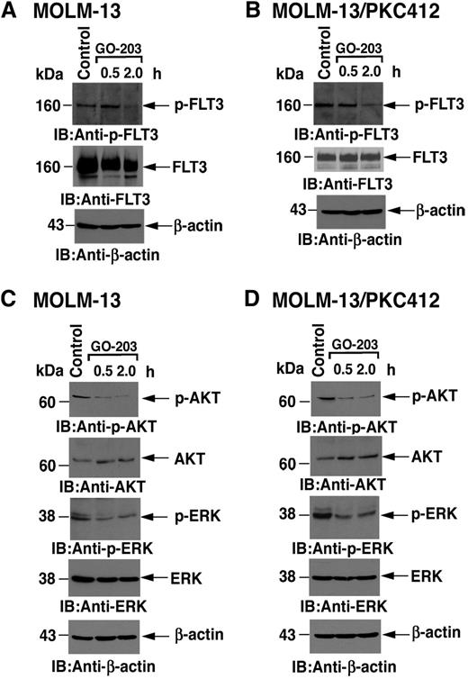 Figure 5. GO-203 suppresses FLT3, AKT, and ERK activation in MOLM-13 cells sensitive and resistant to midostaurin/PKC412. MOLM-13 (A) and MOLM-13/PKC412 (B) cells were left untreated (control) or treated with 4 μM GO-203 for 0.5 and 2 hours. Total cell lysates were analyzed by immunoblotting with the indicated antibodies.MOLM-13 (C) and MOLM-13/PKC412 (D) cells were left untreated (control) or treated with 4 μM GO-203 for 0.5 and 2 hours. Total cell lysates were analyzed by immunoblotting with the indicated antibodies.