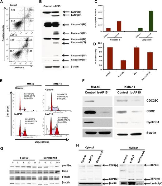 Figure 4. Mechanisms of b-AP15–induced MM cell death. (A) MM.1S cells were treated with DMSO or b-AP15 (100 nM) for 24 hours, followed by analysis for apoptosis with Annexin V/PI double staining (mean ± SD; n = 3; P < .001). (B) MM.1S cells were treated with DMSO or b-AP15 for 12 hours; protein lysates were subjected to immunoblotting with anti-PARP, caspase 3, caspase 8, or caspase 9 antibodies. (C) MM.1S cells were treated with b-AP15 (100 nM) for 12 hours, followed by measurement of caspase 8 and caspase 9 enzymatic activity (mean ± SD; n = 3; P < .001). (D) MM.1S cells were incubated with or without pan-caspase inhibitor for 1 hour and then treated with DMSO or b-AP15 (150 nM) for an additional 24 hours, followed by assessment of cell viability using MTT assay (mean ± SD; n = 3; P < .005 for b-AP15 alone vs b-AP15 plus pan-caspase inhibitor). (E) MM.1S and KMS-11 cells were treated with DMSO or b-AP15 (100 nM) for 48 hours and fixed in 70% ethanol. After washing with phosphate-buffered saline, cells were stained with PI, and DNA content of cells was analyzed using fluorescence-activated cell sorter. (F) MM.1S and KMS-11 cells were treated with DMSO or b-AP15 (100 nM) for 24 hours; protein lysates were subjected to immunoblotting with anti-CDC25C, CDC2, cyclin B1, or β-actin antibodies. (G) MM.1S MM cells were treated with DMSO or b-AP15 (100 nM) for the indicated times; protein lysates were subjected to immunoblotting with anti–p-eIF2α, p-IREα, CHOP, or β-actin antibodies. (H) MM.1S MM cells were treated with DMSO or b-AP15 (100 nM) for 24 hours; cytosolic and nuclear proteins were prepared with NE-PERNuclear and Cytoplasmic Extraction Reagents (Thermo Scientific, Rockford, IL) and subjected to immunoblotting with anti–XBP-1 and Lamin A/C antibodies. FL, full length of the protein; CF, cleaved form of the protein; s, splicing form; u, unsplicing form.