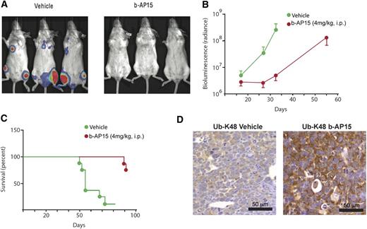 Figure 6. b-AP15 reduces tumor burden and prolongs survival in disseminated KMS-11 MM xenograft model. b-AP15 was dissolved in Cremophor EL/polyethylene glycol 400 (1:1) to a stock concentration of 8 mg/mL, which was diluted in saline immediately before injection. KMS-11-LUC2 cells (5 × 106) were injected intravenously in female SCID mice. After being injected for 7 days, mice were randomized into control and b-AP15 treatment groups (8 mice per group). Mice were treated with vehicle or b-AP15 (4 mg/kg) for 10 consecutive days. (A) The representative imaging was taken at day 32 by using a charge-coupled device (CCD camera, Xenogen IVIS Lumina System). (B) The bioluminescence in the animal was measured at days 16, 24, and 32 of tumor cell injection. Signal intensity was quantified by using IGOR Pro version 4.09A Software (WaveMetrics, Inc., Lake Oswego, OR). The effect of the treatments was expressed as percentage of radiance inhibition with respect to control group values (P < .001). (C) Mice were sacrificed when paralysis was observed, and the number of days of survival is shown in a Kaplan-Meier plot (P < .001). (D) Tumor sections from control and b-AP15–treated mice were immunostained with anti–Ub-K48 antibody. Scale bar = 50 μM.